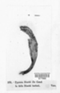 Puccinia arenariae image